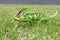 Colorful chameleon in the green grass
