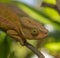 Colorful chameleon of Madagascar, very shallow focus