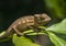 Colorful chameleon of Madagascar, very shallow focus