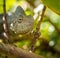 Colorful chameleon of Madagascar, very shallow focus