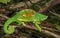 Colorful chameleon of Madagascar, very shallow focus