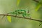 Colorful chameleon walking on tree branch with green background. Yemen chameleon lizard.