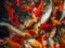 Colorful charming Koi Carp Fishes moving in pond, Koi carps crowding together competing for food.