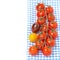 Colorful cherry tomatoes on a blue napkin, isolated