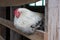 A colorful chicken hen perches in a hen house. Private farm.