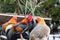 Colorful chickens on the fence at petting zoon on country farm market.