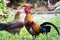 Colorful chickens walking on blurred green nature background