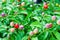 Colorful chili on the plant