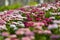 Colorful china annual aster flowers