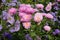 Colorful China asters and purple flowers of Ageratum