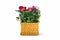 Colorful chinese rose in flower basket