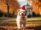 Colorful Christmas Elegance: Poodle Adorned with Festive Hat Creates a Vibrant Holiday Scene.