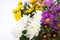 Colorful chrysanthemum