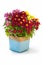 Colorful chrysanthemum in flower basket