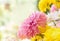 Colorful Chrysanthemum flowers as background