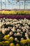 Colorful chrysanthemum flowers in glasshouse