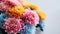 Colorful chrysanthemum flowers on a white background