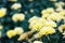 Colorful chrysanthemums in autumn Botanical Garden