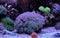 Colorful clavularia coral in reef aquarium tank