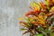 Colorful close up colorful croton plants leaf and gray cement wall background