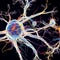 Colorful close-up image of a neuron