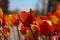 Colorful close up of tulips