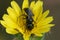 Colorful closeup on a black Panurgus solitary bee, in a yellow flower