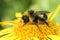 Colorful closeup on a Bohemian Cuckoo bumblebee, Bombus bohemicus, sitting on a yellow flower