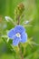 Colorful closeup on the emerald blue flower of the germander speedwell, Veronica chamaedrys