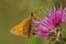 Colorful closeup of a European large skipper butterfly, Ochlodes sylvanusn on a pink Centaurea flower