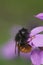 Colorful closeup on a female European orchard mason bee, Osmia cornuta on a purple English wallflower, Erysimum cheiri