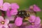 Colorful closeup on a female European orchard mason bee, Osmia cornuta on a purple wall flower