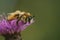 Colorful closeup on a fluffy female Pantaloon bee, Dasypoda hirtipes, sitting on a purple knapweed