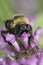 Colorful closeup on a fluffy male Field cuckoo-bee, Bombus campestris a bumblebee parasite , on a purple flower