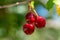 Colorful closeup of a group of cherries still hanging in the tree