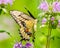 Colorful closeup portrait of a swallowtail butterfly feeding on a purple wildflower taken in the summer in Theodore Wirth Park in