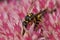 Colorful closeup of a Potterwasp, Ancistrocerus nigricornis, sipping nectar from a pink flower of showy stonecrop, Sedum