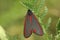 Colorful closeup on a red , metallic blue cinnabar moth, Tyria jacobaeae sitting on green Tansy leaf