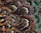 Colorful closeup of ring-necked pheasant feathers