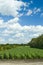 Colorful cloudscape corn field