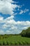 Colorful cloudscape corn field