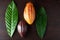 Colorful cocoa plant pods