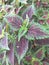 Colorful coleus flower leaves in the tourist park area