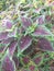 Colorful coleus flower leaves in the tourist park area