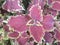 Colorful coleus flower leaves in the tourist park area