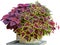 Colorful Coleus plant in red and variegated red-yellow leaves