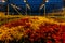 Colorful coleus plants growing in modern greenhouse in the evening