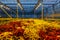 Colorful coleus plants growing in modern greenhouse in the evening