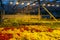 Colorful coleus plants growing in modern greenhouse in the evening at artificial light conditions