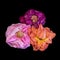 Colorful collage of surrealistic pink violet orange rose blossoms